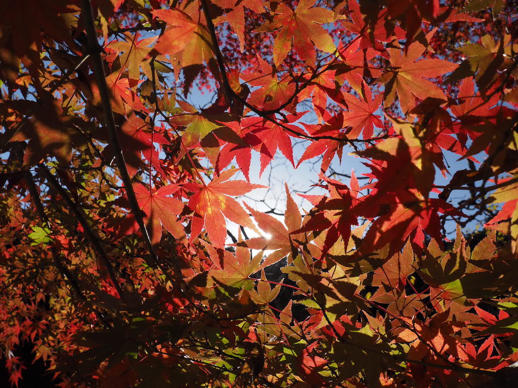 Fall has always been our favourite season 🍂 Beautiful Autumn leaves